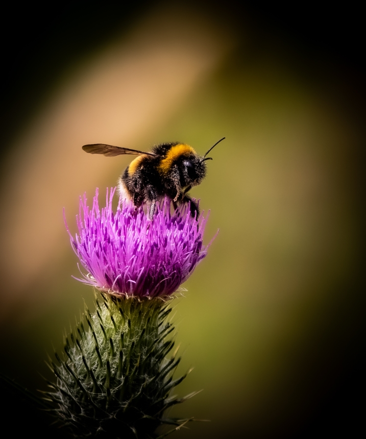 a bee on a pink flower